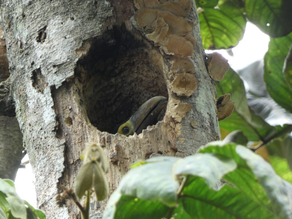 A toucanet at Finca Ceylan y Anexos. Courtesy of Dariush Echeverria.