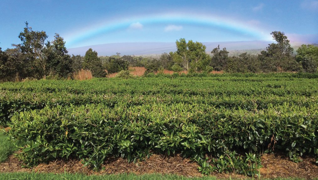 Rainbow_1014x576_AlexWood