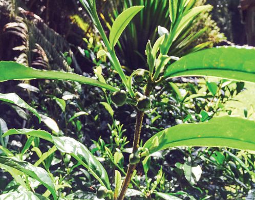 TeaLeavesCloseUp_EvaLee