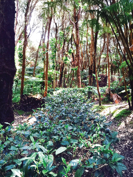 TreeFriendlyTea_EvaLee